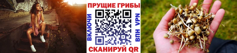 где найти наркотики  Зеленокумск  Псилоцибиновые грибы Magic Shrooms 